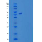 人PPIase / FKBP7重组蛋白Fc tag