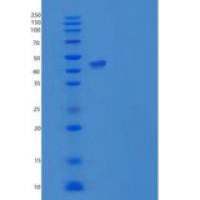 人PPIase / FKBP7重组蛋白Fc tag