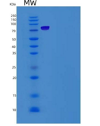 人LRP10重组蛋白Fc tag