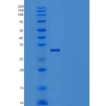 人SCARB3重组蛋白His tag