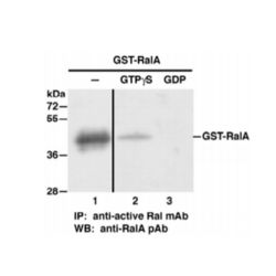 RalA Activation Assay Kit