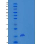 小鼠PLA2G2E重组蛋白His tag