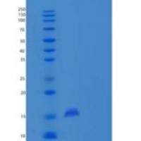 小鼠PLA2G2E重组蛋白His tag