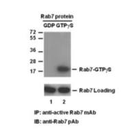 Rab7 Activation Assay Kit