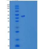 人IZUMO4重组蛋白Fc Tag