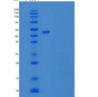 人IZUMO4重组蛋白Fc Tag