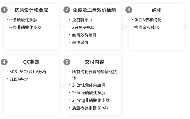 磷酸化抗体定制服务