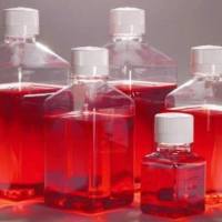 H1细胞铺底工作液