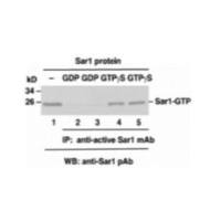 Sar1 Activation Assay Kit