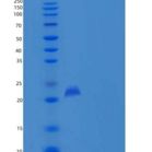 小鼠PLA2G12B / PLA2G13重组蛋白His tag