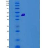 人ADCYAP1R1重组蛋白Fc tag