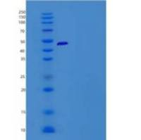 小鼠CD200R4 / CD200 Receptor 4 / CD200RLa重组蛋白Fc tag