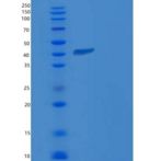 人PRL-2 / PTP4A2重组蛋白GST tag