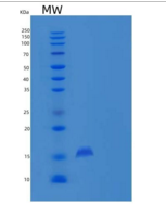 小鼠PLA2G2E重组蛋白His tag
