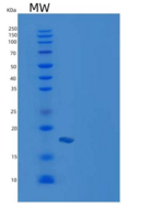 小鼠CRABP2 / CRABPII重组蛋白His tag