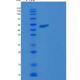 人DOT1L / KMT4重组蛋白