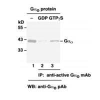 Gαo Activation Assay Kit