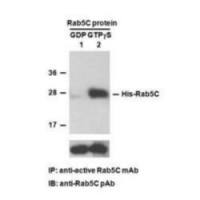 Rab5C Activation Assay Kit