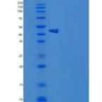 小鼠CREG / CREG1重组蛋白Fc tag