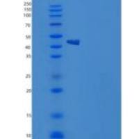 小鼠CREG / CREG1重组蛋白Fc tag