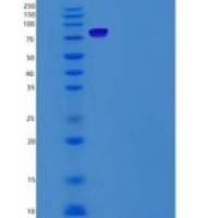 人LRP10重组蛋白Fc tag