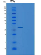 人β淀粉样蛋白42重组蛋白His & GST tag