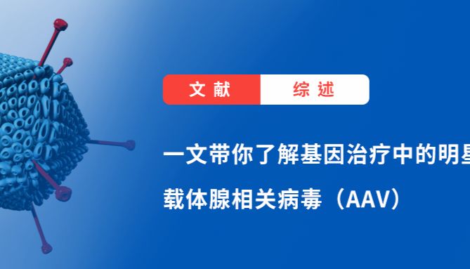 一文带你了解基因治疗中的明星载体腺相关病毒（AAV）