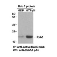 Rab5A Activation Assay Kit