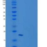 小鼠CRABP2 / CRABPII重组蛋白His tag