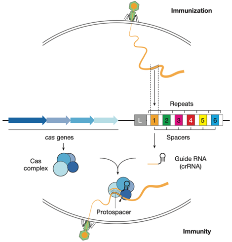一文带你了解基因魔剪CRISPR/Cas9系统