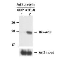 Arl3 Activation Assay Kit