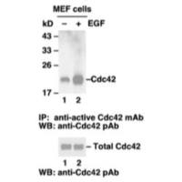 Cdc42 Activation Assay Kit