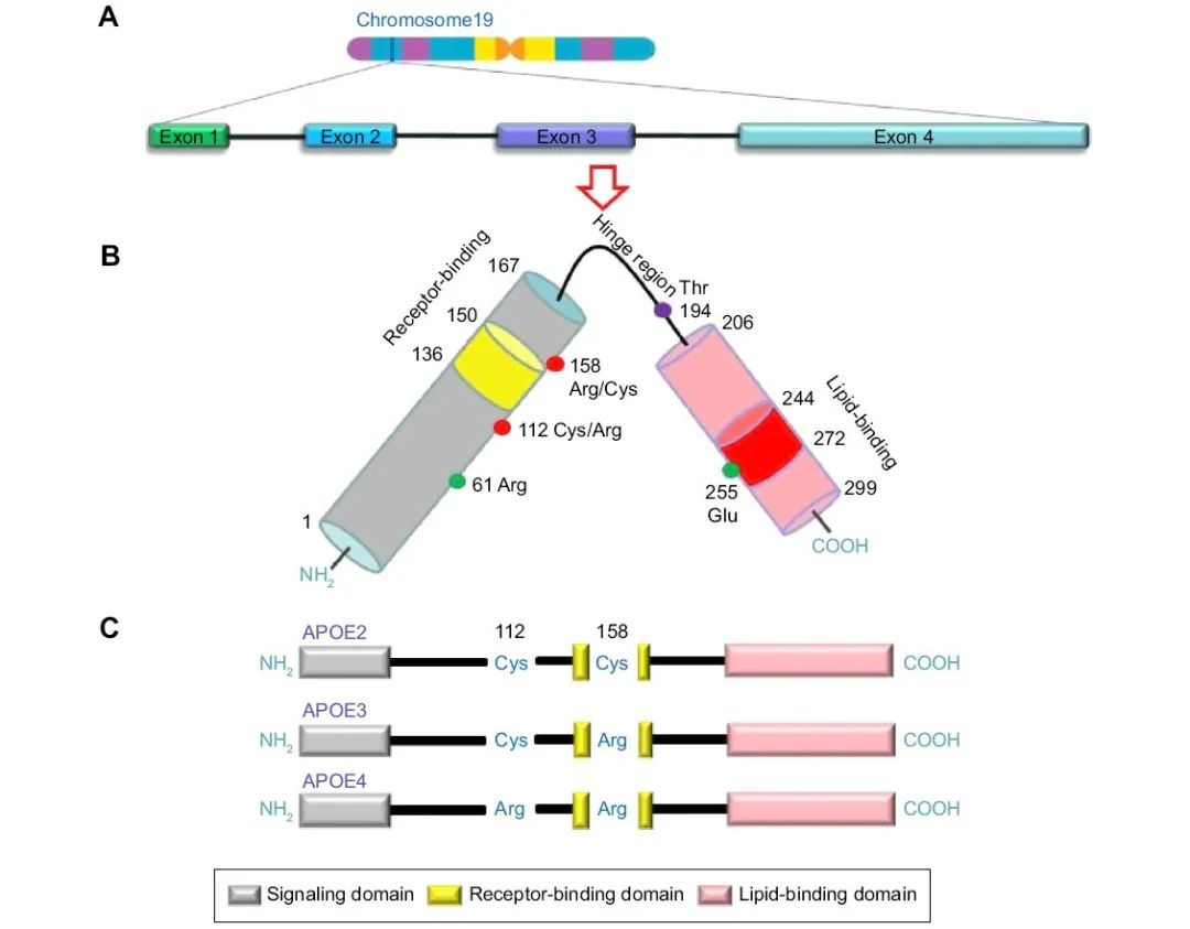 【聚焦APOE】AD早期诊断的难题与突破