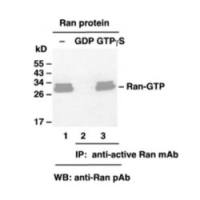 Ran Activation Assay Kit