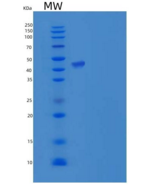 人PPIase / FKBP7重组蛋白Fc tag