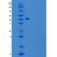 人USP46重组蛋白N-SUMO