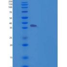 人HOXA1重组蛋白His tag