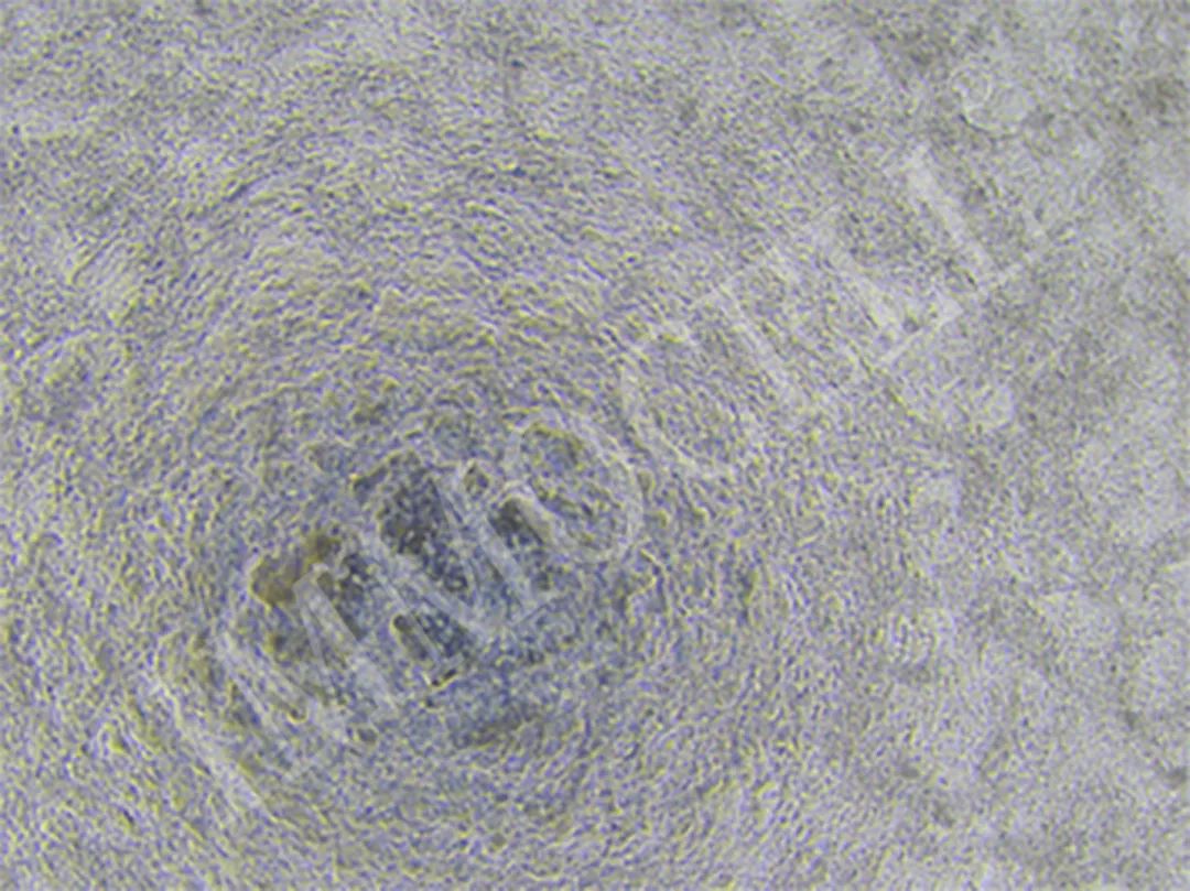 逸漠生物iPSC诱导肺类器官产品