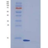 人FABP6 / I-BABP重组蛋白