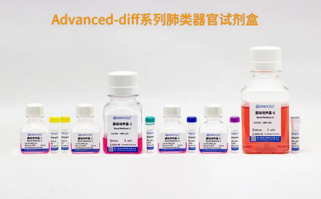 逸漠生物iPSC诱导肺类器官产品