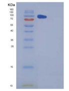 人羧肽酶E(CPE)重组蛋白Fc tag