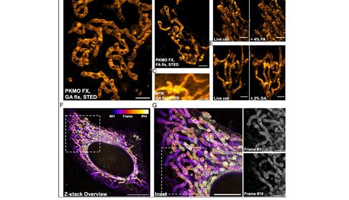 新产品上线啦~大家期待已久的可固定线粒体超分辨染料PK Mito Orange Fix（PKMOF)正式上市