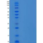 小鼠CXCL3 / GRO重组蛋白His Tag