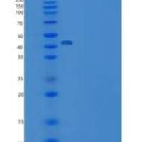 小鼠羧肽酶A2(CPA2)重组蛋白His Tag