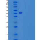 人SerpinB6 / PI-6重组蛋白His tag