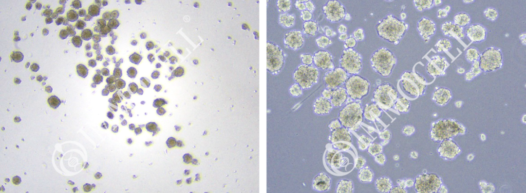大鼠下丘脑神经干细胞(NSCs)分离培养