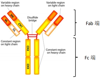 IPHASE/汇智和源 抗体依赖细胞介导的细胞毒作用（ADCC效应）
