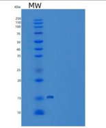 大鼠CTLA-4 / CD152重组蛋白ECD, His t