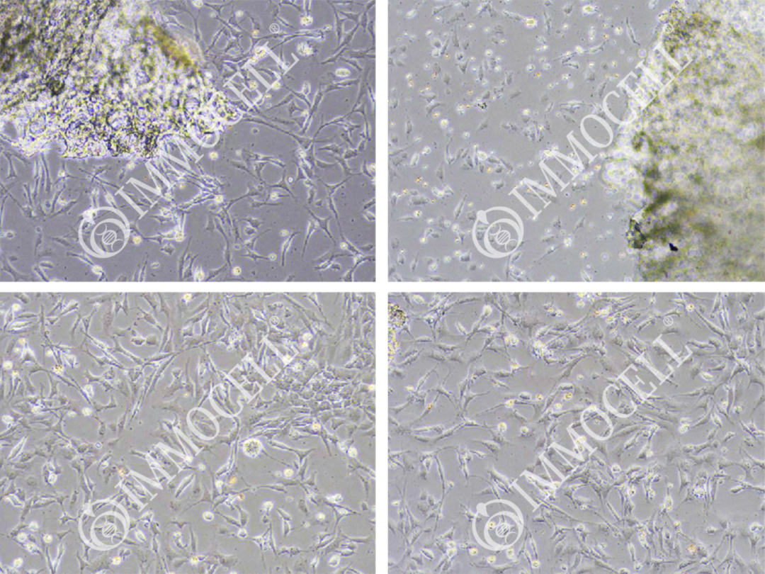 大鼠成骨细胞 (Osteoblasts) 分离培养