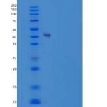 人SOCS3 / CIS3重组蛋白His & Trx tag